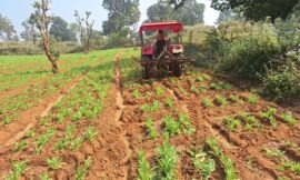 अफीम की खेती को किया गया नष्ट