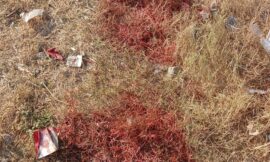 पंडरा ओपी क्षेत्र में पशु हत्या की घटना, बाजरा मैदान में बिखरा खून