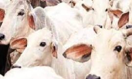 गौ सेवा आयोग की बैठक हेसाग पशुपालन विभाग के सभागार