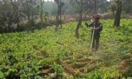 अफीम की खेती के खिलाफ रांची पुलिस की ओर से लगातार अभियान चलाया जा रहा है