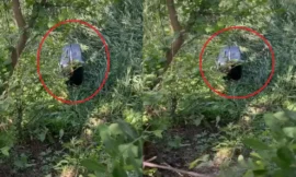 बुलंदशहर में गेहूं के खेत में सूटकेस में मिली 25 वर्षीय युवती का शव, क्षेत्र में मचा हड़कंप